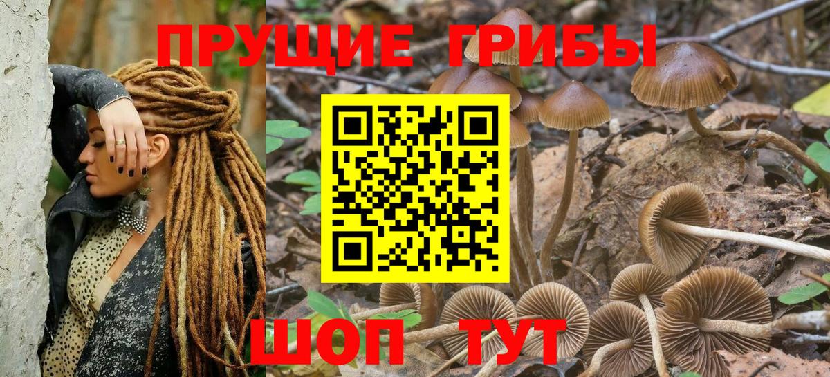 купить наркотик  Вход с VPN  Кушва  Галлюциногенные грибы Cubensis 
